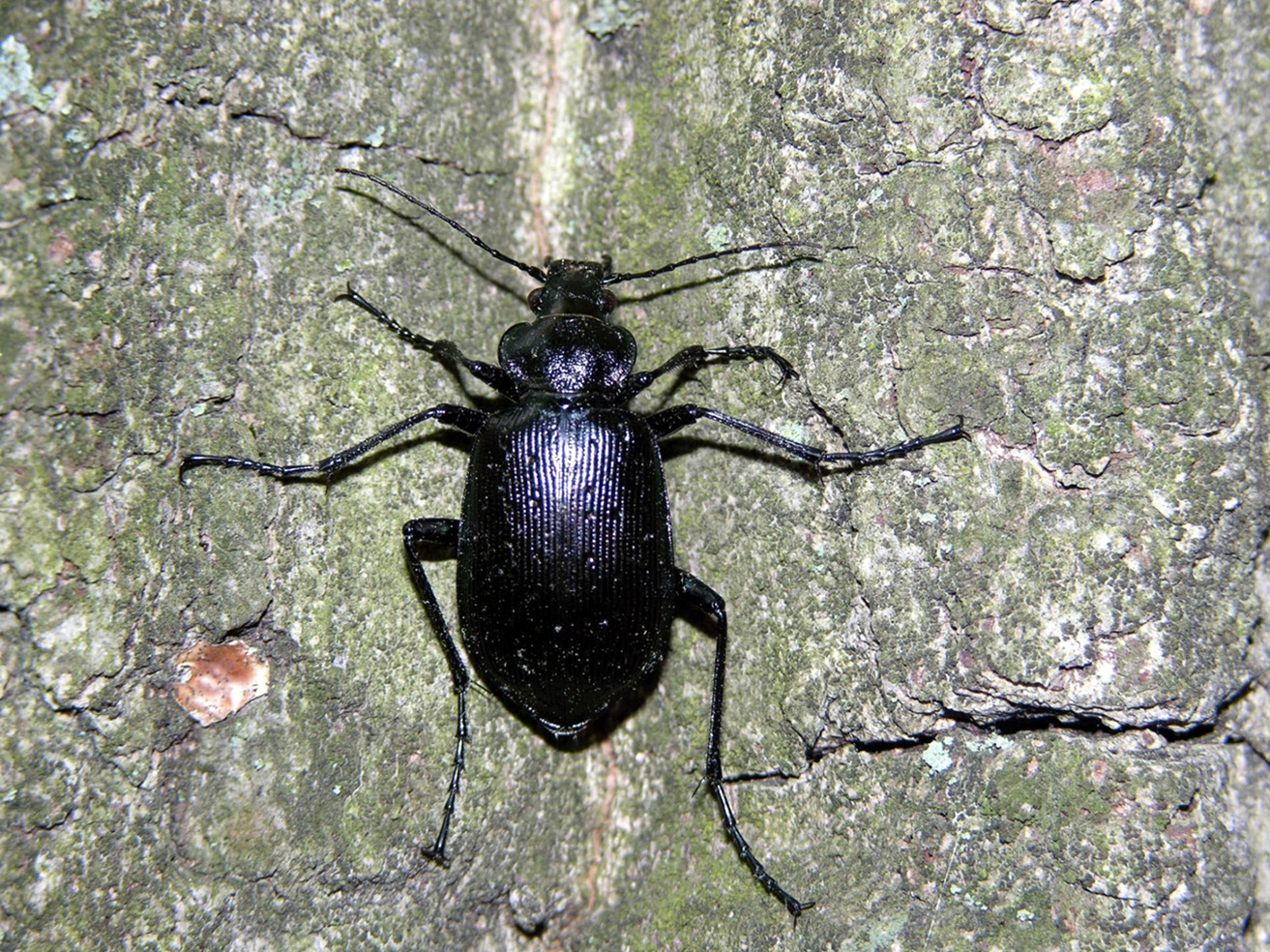Fig. 5. Ground beetle adult.