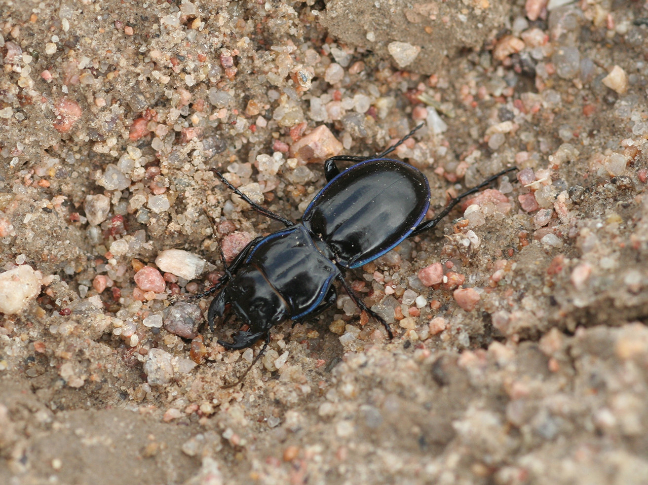 Fig. 6. Ground beetle adult.