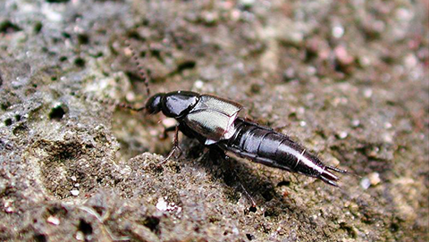 Fig. 7. Rove beetle adult.