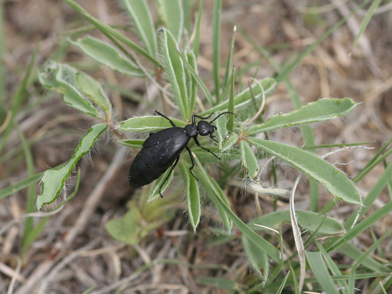 Fig. 9. Blister beetle adults.