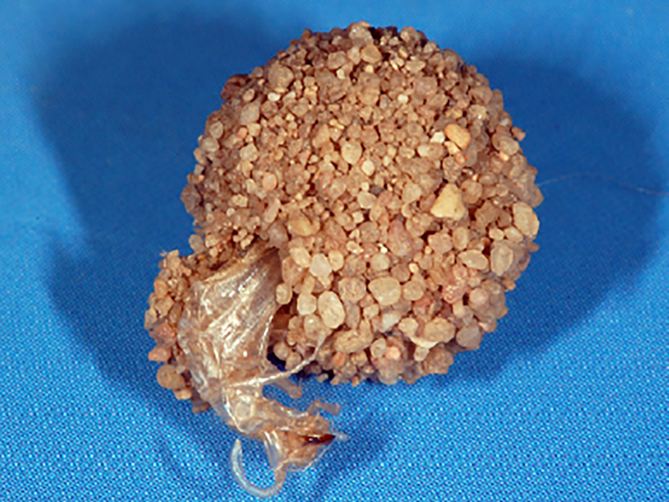 Fig. 10. Antlion adult emerging from pupal case.