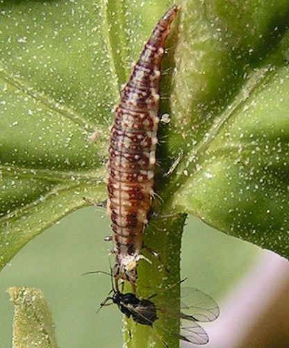 Fig. 3. Lacewing larva eating a winged aphid, note the powerful jaws.