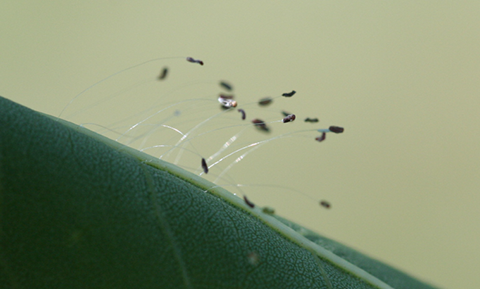 Fig. 4. Green lacewing eggs are laid on stalks.
