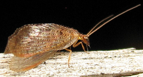 Fig. 5. Brown lacewing adult.