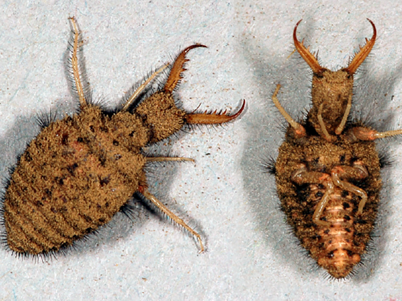 Fig. 7. Doodlebugs, note the jaws.