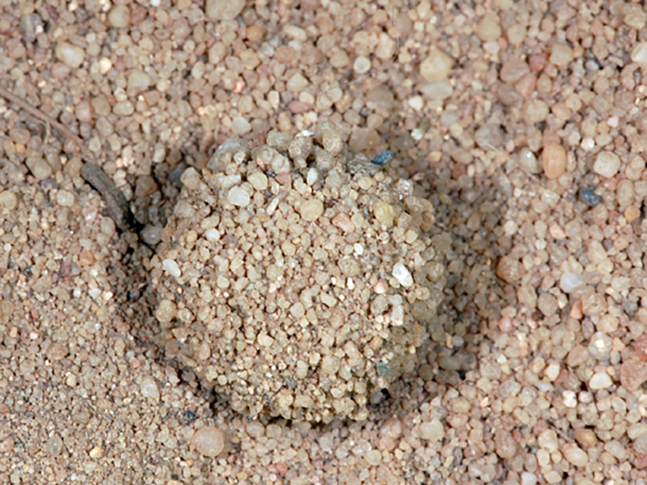 Fig. 8. Doodlebug sand pit.