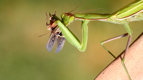 European mantid adult eating a grasshopper.