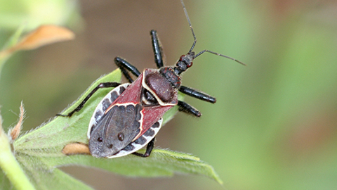 Fig. 2. Bee assassin bug adult.