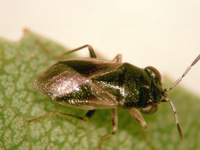 Fig. 7. Bigeyed bug adult.