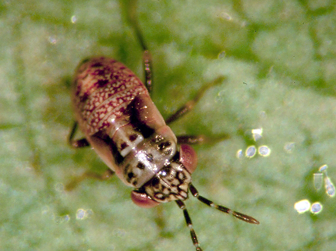 Fig. 6. Bigeyed bug nymph.