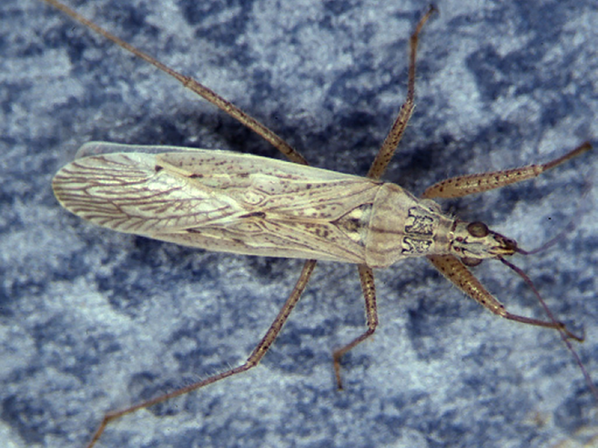 Fig. 13. Damsel bug adult.