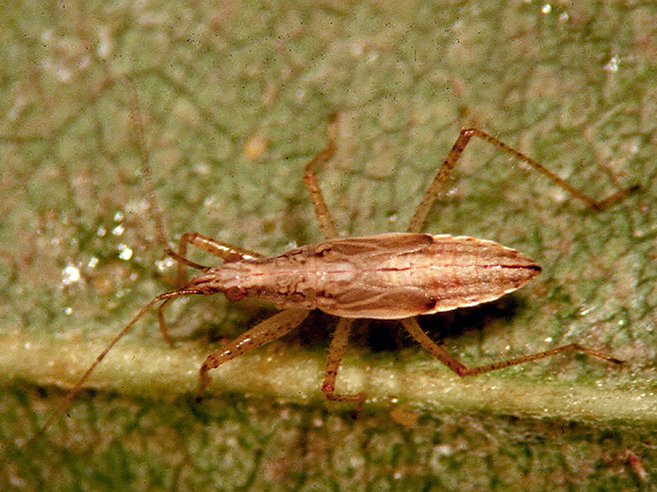 Fig. 12. Damsel bug nymph.