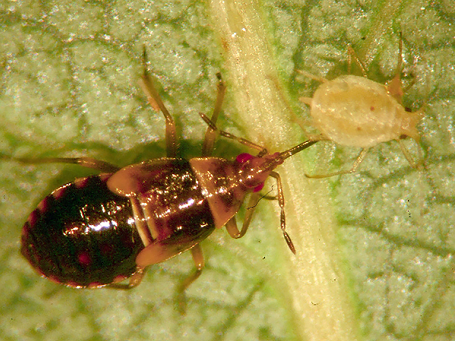 Fig. 8. Minute pirate bug nymph feeding on an aphid.