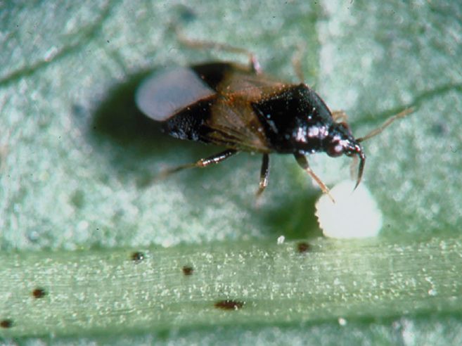 Fig. 9. Minute pirate bug adult feeding on an insect egg