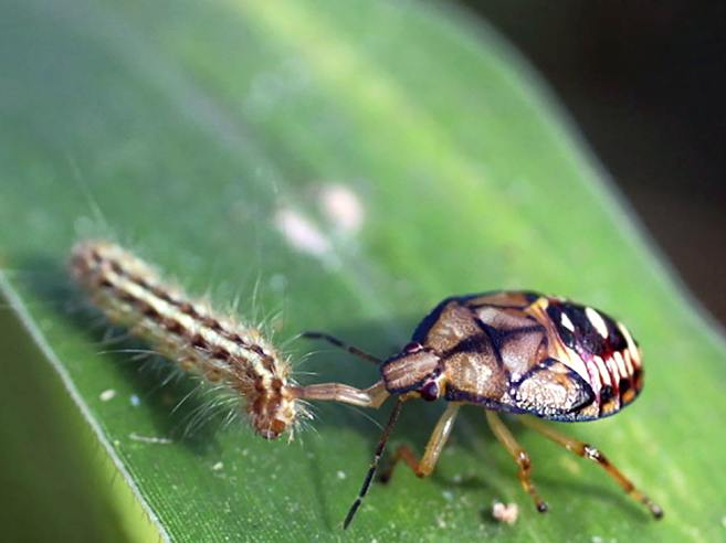 Fig. 10. Spined soldier bug nymph eating a caterpillar.