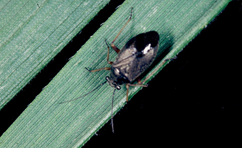 Fig. 1. Irbisia species of black grass bug