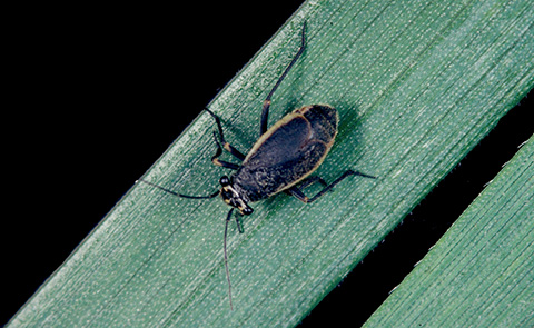 Fig. 2. Labops species of black grass bug, note the shortened wings.