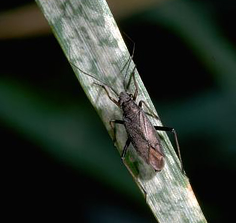 Fig. 3. Black grass bug feeding damage on leaf.