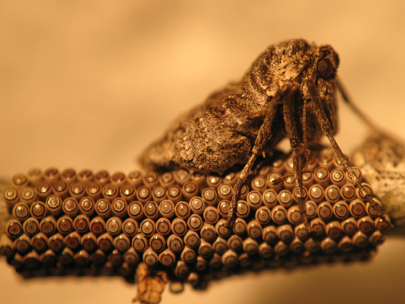 Fig. 4. Wingless female fall cankerworm adult laying neat rows of eggs on a twig.