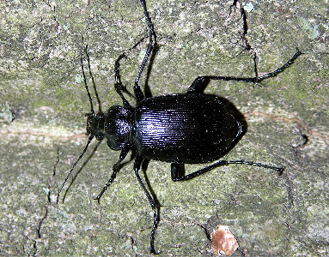 Fig. 10. Ground beetles are natural enemies of cankerworm larvae.