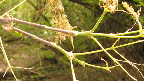 Fig. 7. Heavy cankerworm feeding can defoliate trees.