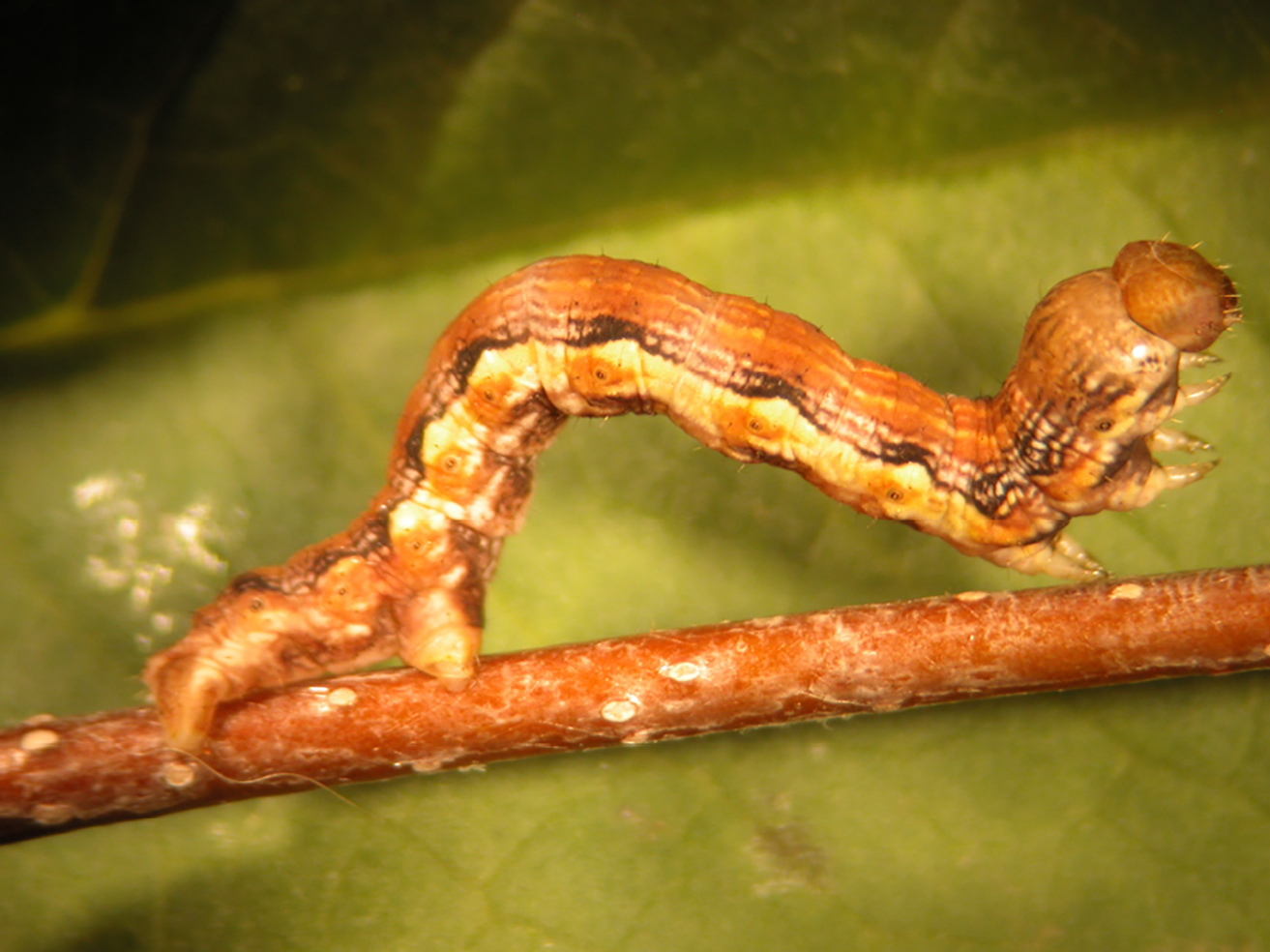Fig. 6. Spring cankerworm larva. Note two pairs of prolegs.