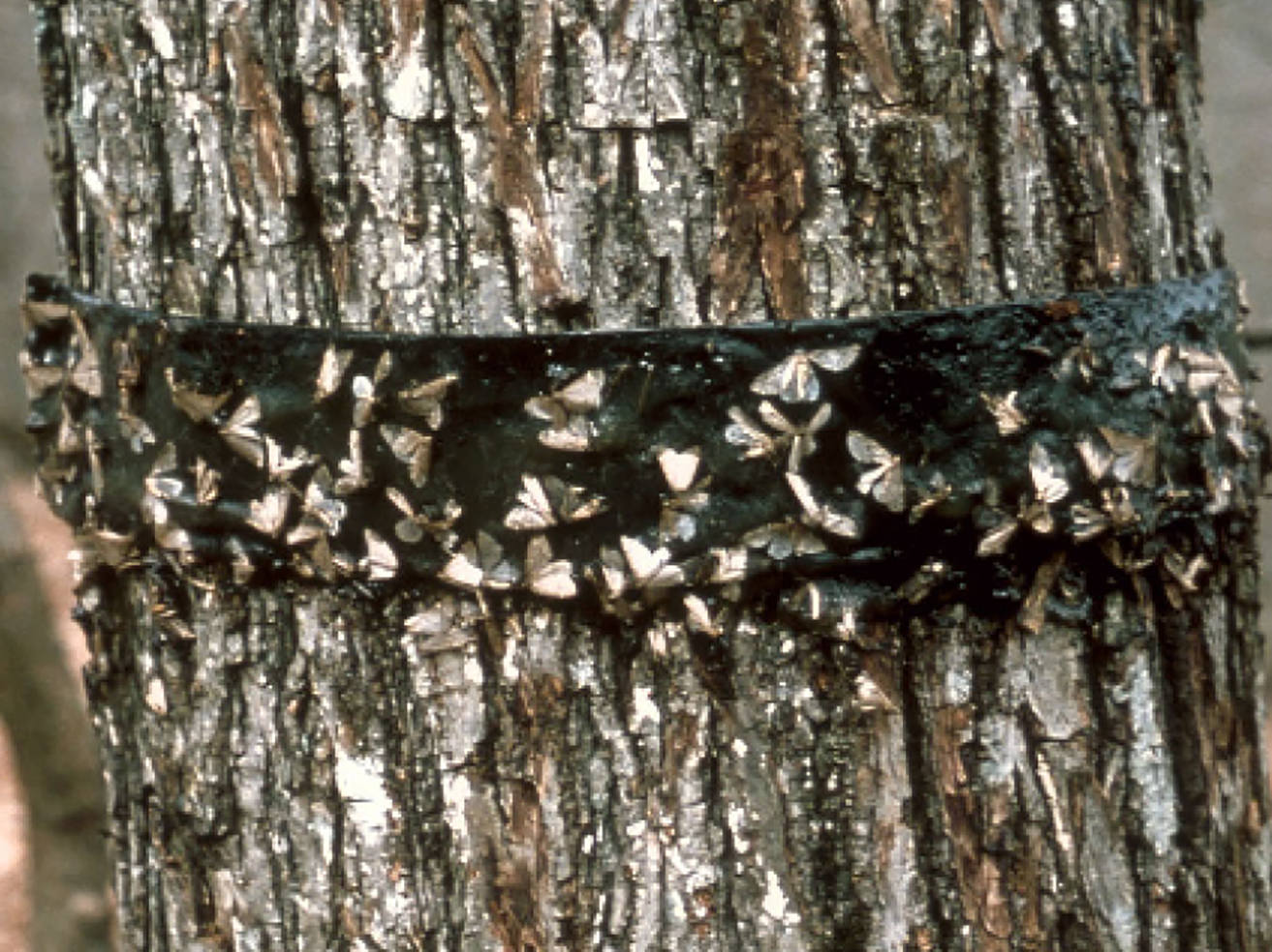 Fig. 9. A sticky barrier can prevent wingless females from moving up trees to lay eggs.