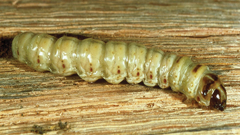 Carpenterworm (Prionoxystus robiniae) Larva