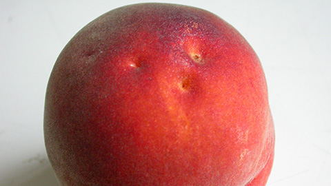 dimples on a peach caused by insect damage