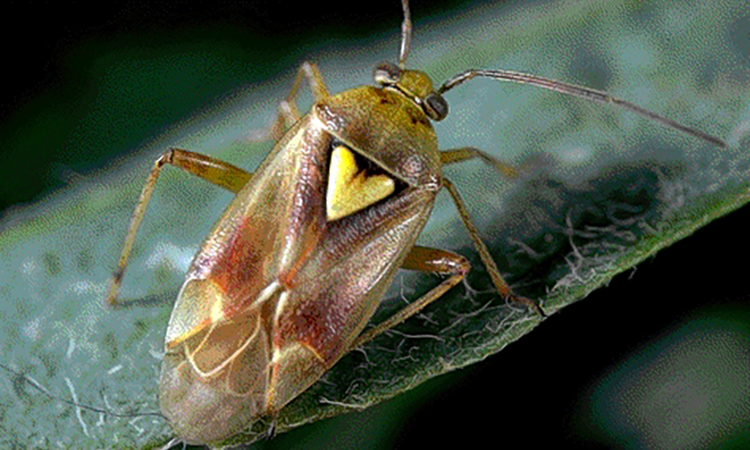 up close image of adult lygus bug