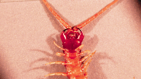 The underside of a centipede, note the claws.