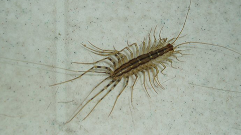 The house centipede, Scutigera coleoptrata, can be a common indoor pest.