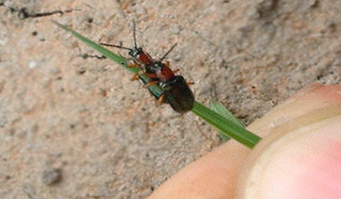 Fig. 3. Mating cereal leaf beetle adults.