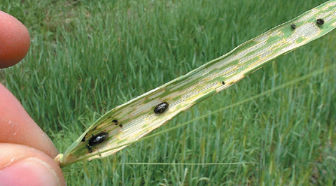 Fig. 4. Cereal leaf beetle larva.