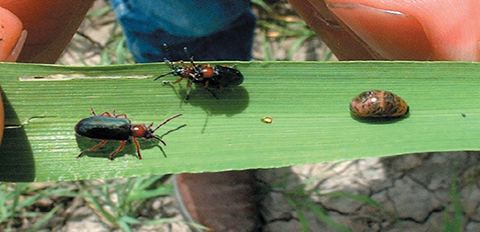 Fig. 5. Life stages of cereal leaf beetle.