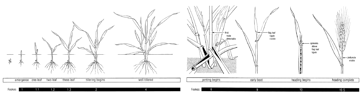 Fig. 8. Wheat developmental stages and corresponding Feekes growth scale scores.