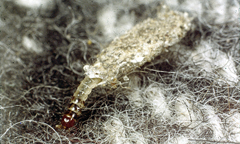 Clothes moths - Plant & Pest Diagnostics