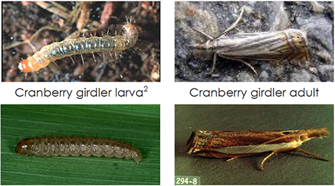 Fig. 2. Cranberry girdler can be distinguished from other sod webworms.