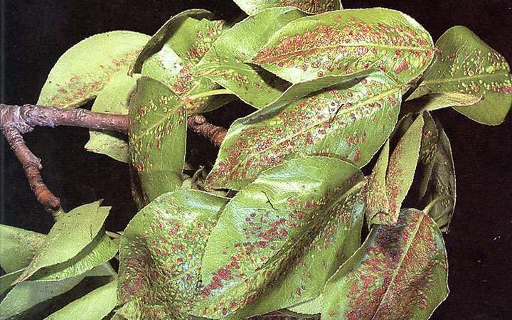 leaf blisters on a pear leaf