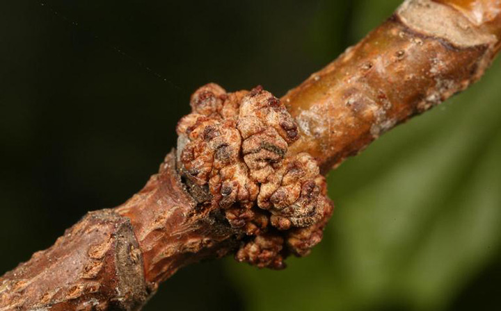 swollen stem gall on maple twig