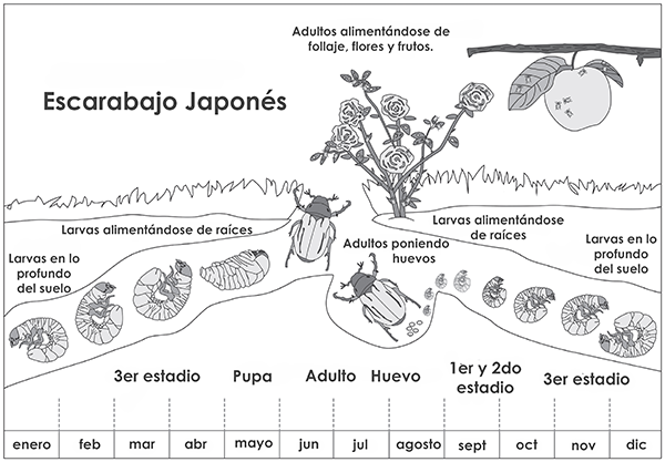Japanese beetle life cycle