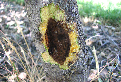 Figs. 4 a y b. Los síntomas del cancro que circundan las galerías del escarabajo se observan en la superficie del tronco (arriba) y justo debajo de la corteza (abajo).