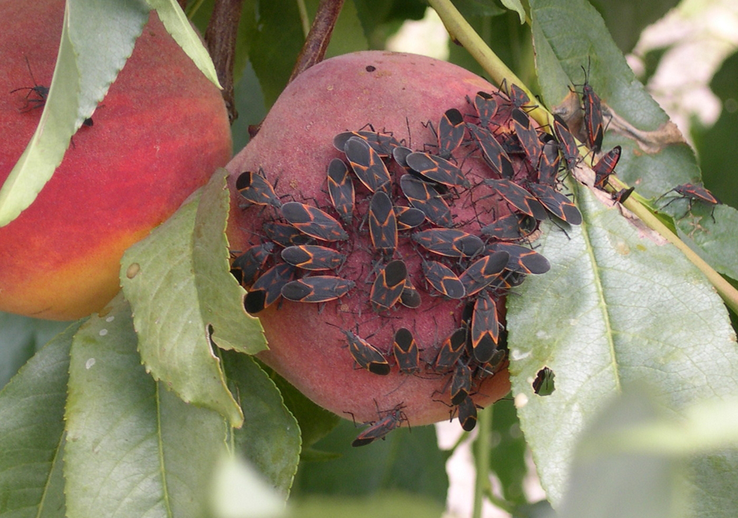 Chinches del boxelder agrupadas en un fruto de durazno maduro