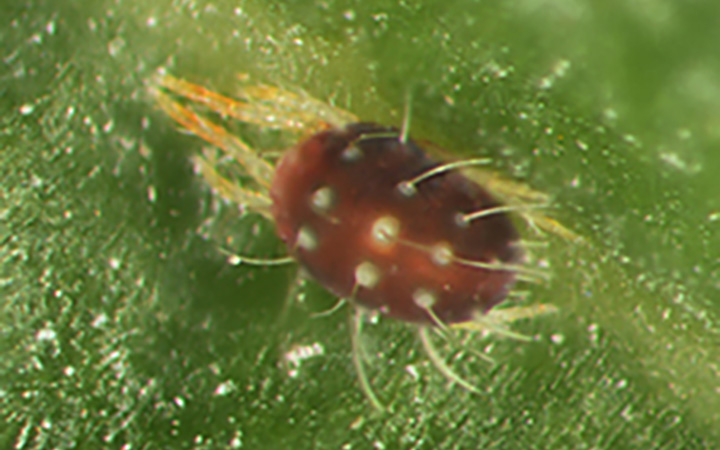 female European red mite with spotted red body and white legs
