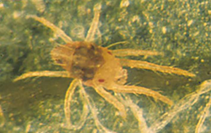 microscopic view of male mite