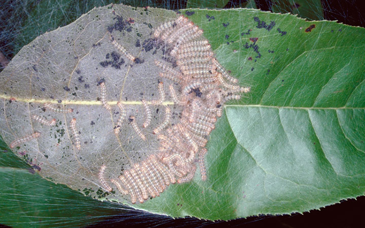 webworm feeding damage on leaf
