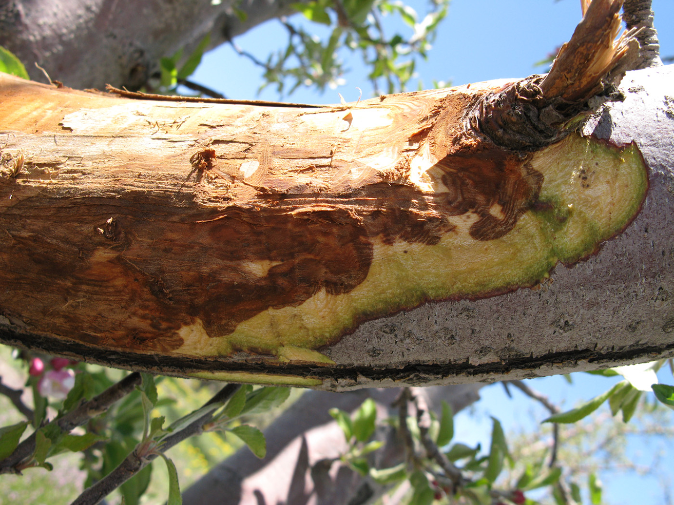 Fig. 1b. Scraping the bark away reveals the canker margin.