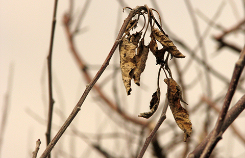 Fig. 3. Leaves remain attached on infected twigs well into winter.