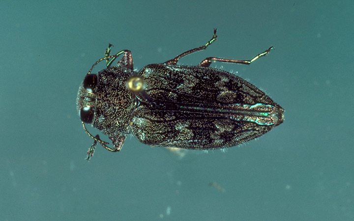Pacific and Appletree Flatheaded Borers