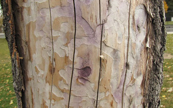feeding marks under bark